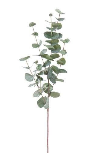 Bos Eucalyptus