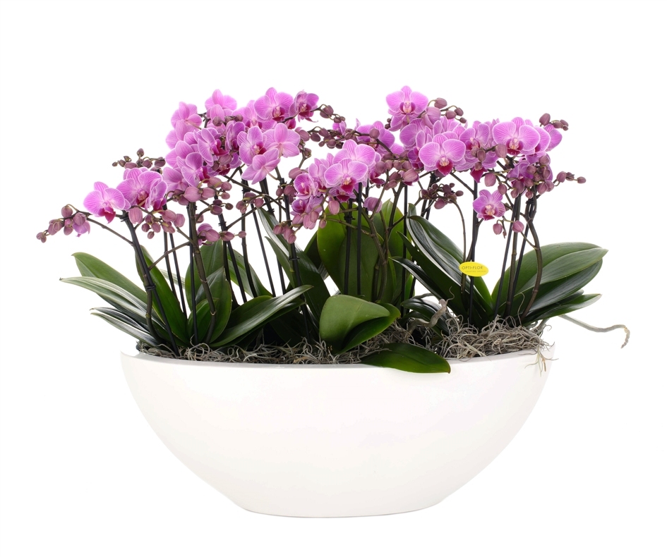 Orchidee in pot