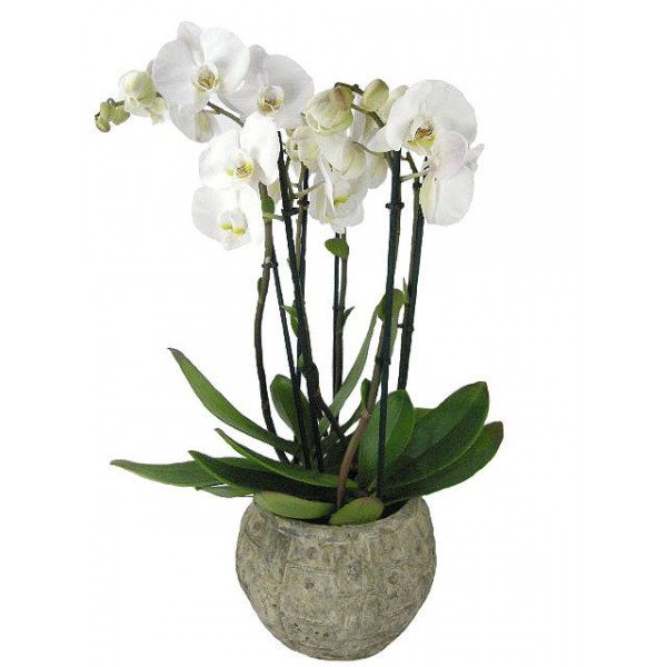 Orchidee in pot