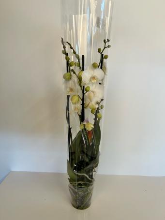 Phalaenopsis wit
