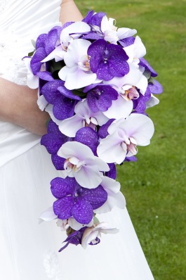 images/productimages/small/orchidee.jpg