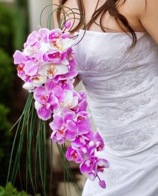 images/productimages/small/phalaenopsis.jpg