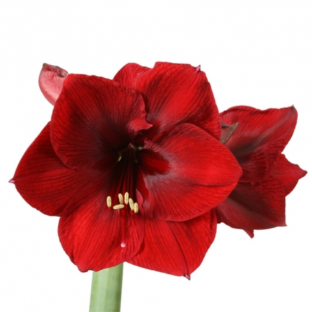 Amaryllis