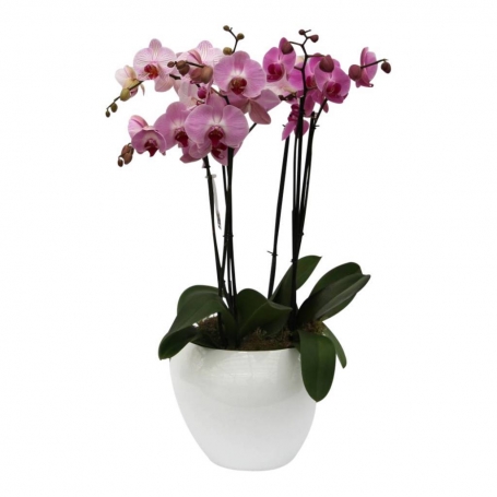 Orchidee in pot