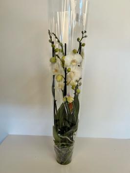 Phalaenopsis wit