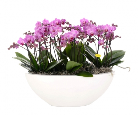 Orchidee in pot