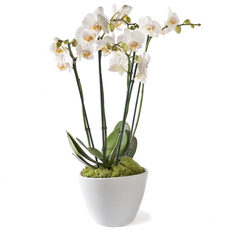 Orchidee in pot