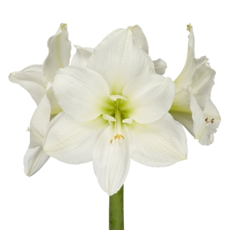 Amaryllis