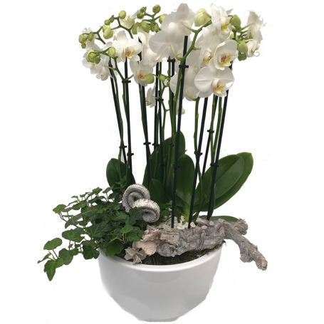 Orchidee in pot
